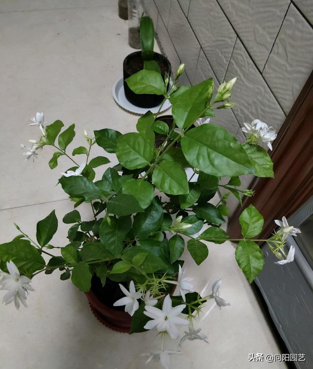 茉莉花 茉莉花（茉莉花花语） 生活