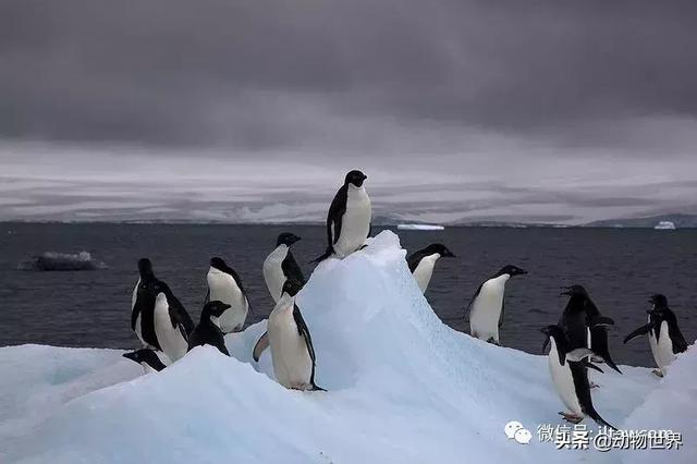 企鹅生活在哪里