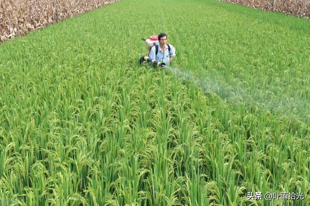 这个杀虫剂不输氯虫苯甲酰胺，防治菜青虫、夜蛾类，4小时内见效6