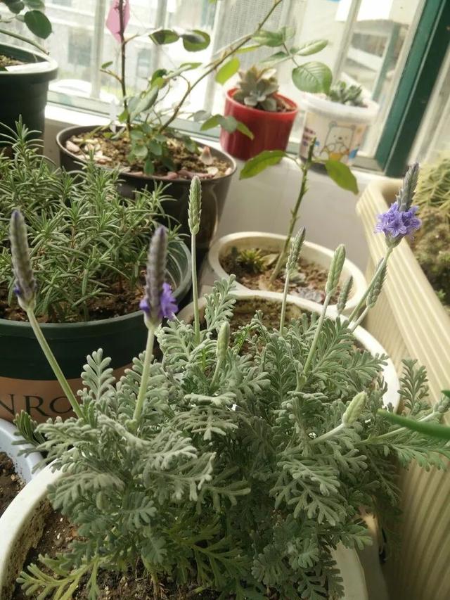 狭叶薰衣草 狭叶薰衣草（狭叶薰衣草种植方法） 生活