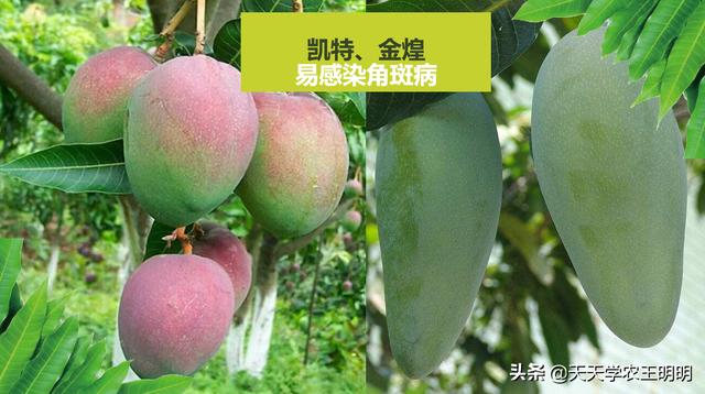 芒果的常见病害？角斑、炭疽、露水斑、红点、黑心病！尽早防治6