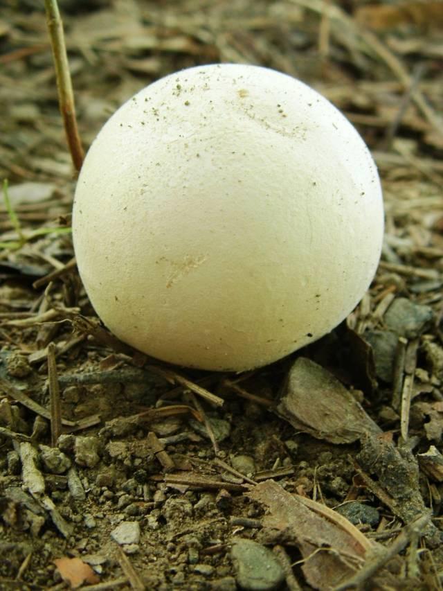 马勃种植技术 马勃,农村人俗称它为"牛屎菌",名字不雅,实则美味,你吃