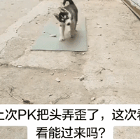 爆笑GIF图片：你永远不知道沙雕模仿的是啥
