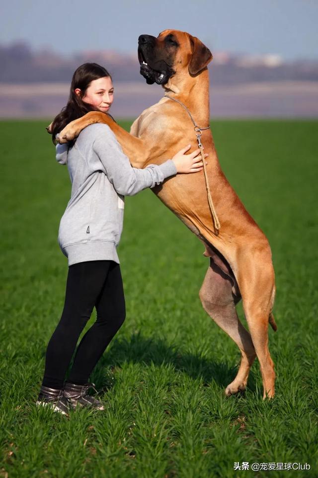 大丹犬简介图片