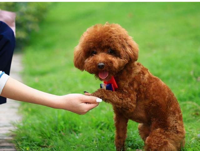 贵宾犬和泰迪的区别