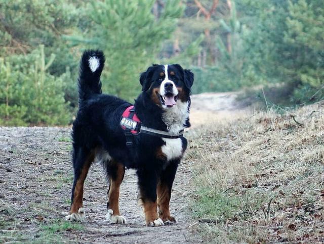 伯恩山犬