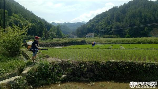 镇巴县植保站送技术到田间帮助农民科学防治水稻病虫害3