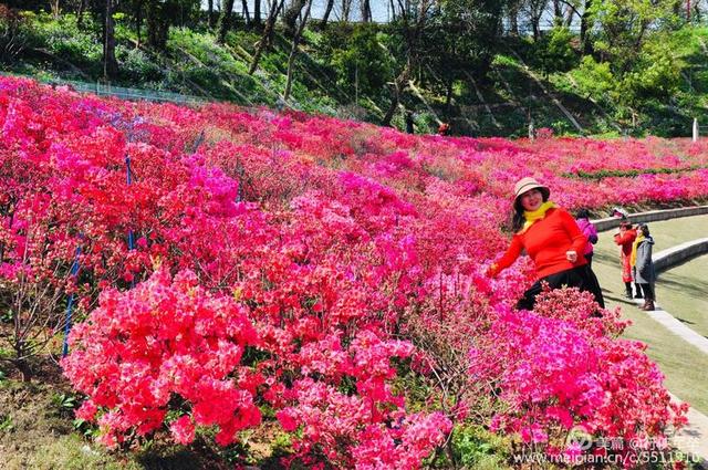 杜鹃花语