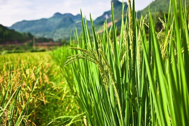 合川水稻病虫害防治，提高农户的经济收入，一起来学学吧