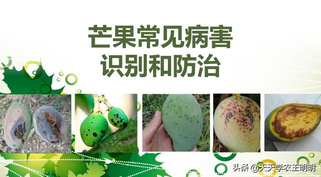 芒果的常见病害？角斑、炭疽、露水斑、红点、黑心病！尽早防治