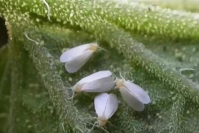 对白粉虱束手无策？这药虫卵都杀，自己就能配，一次管用30天2