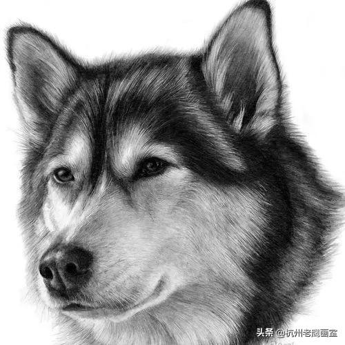 素描狗狗的画怎么画(老虎素描100幅画)-艾拉养犬