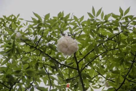 草木本能启示丨适当时机，把窝在家里的孩子“踢”出去