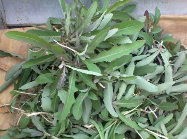 农村里田间地头上最常见又能吃的五种野菜,你认识几个?