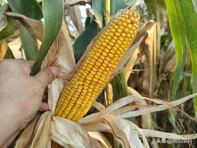 这个玉米新品种，高抗玉米三大病害，看看都适合哪里种植2
