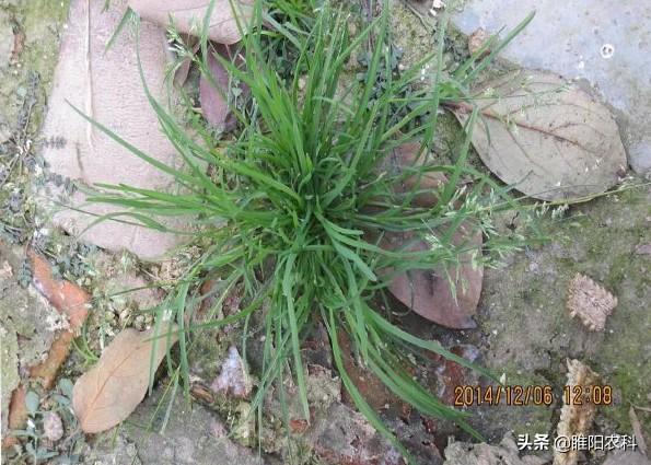 记住这个麦田除草剂，除草干净又彻底，小麦又安全3