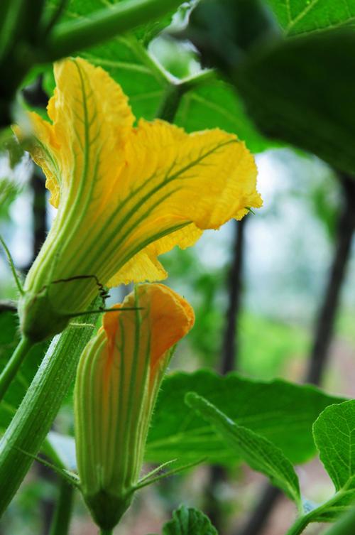 南瓜怎麼做才能饞哭隔壁老王傢的搗蛋孩子