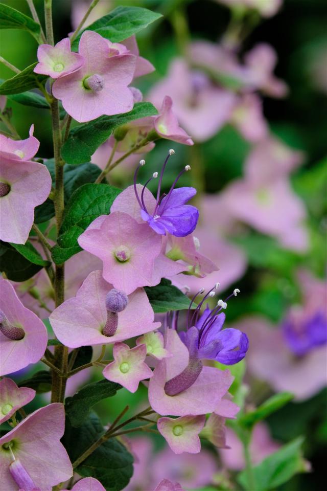 酷熱難捱 偏偏這些花境新品種 氣溫越高越貌美 中國熱點