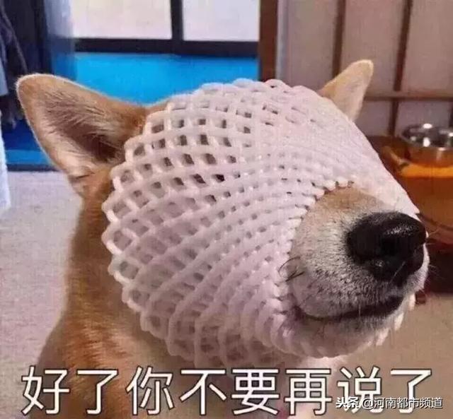 北京犬业联盟