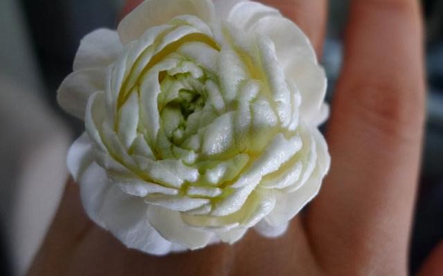 睡觉有“失眠”的毛病，往卧室养上“4类花”，就不用再担心了