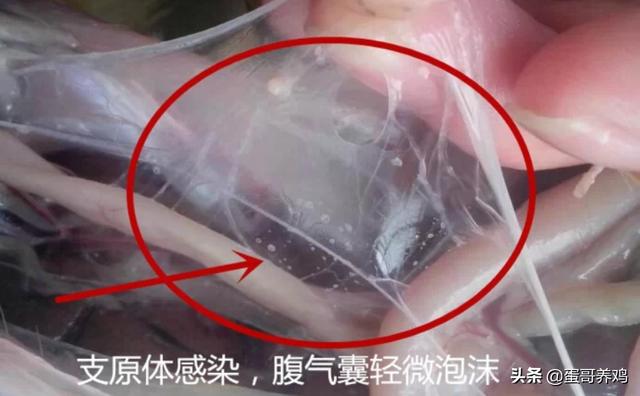 治疗鸡皮肤的五种方法