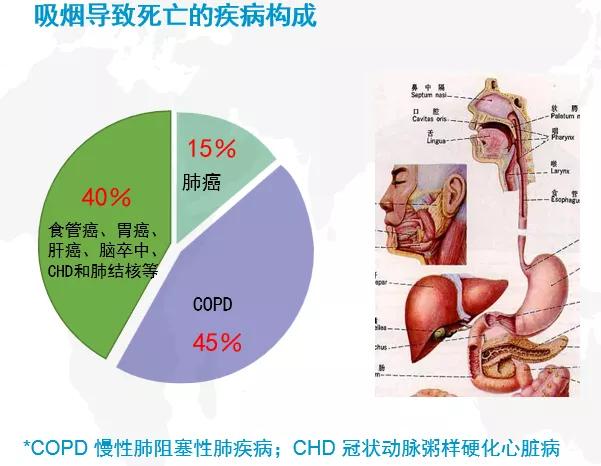 吸煙只會引起肺癌嗎？