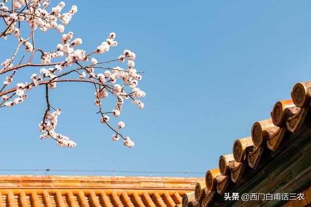 杏树
