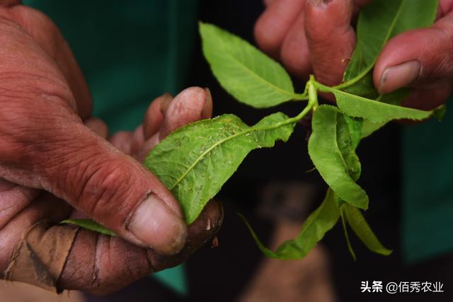 2亿年前就出现的蚜虫，为啥难防治，有可以“根治”的农药吗5