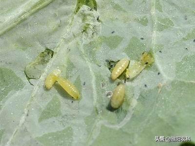 这个新药几分钟杀死害虫，专杀甜菜夜蛾、棉铃虫等几十种抗性害虫4