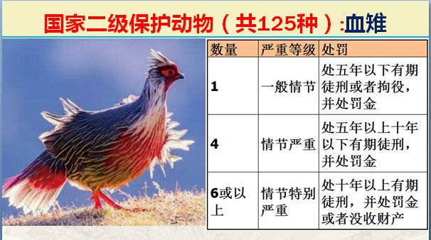 国家二级保护动物