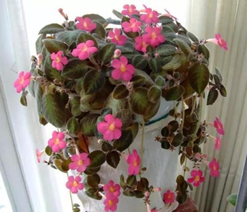 花名怎么取