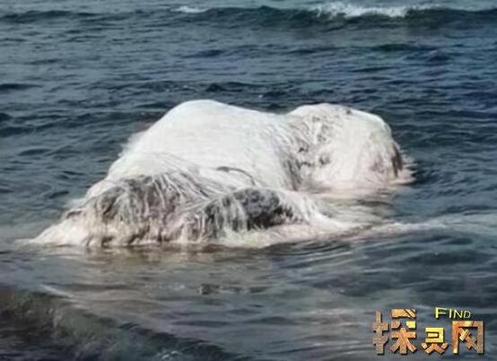长毛鱼:长毛鱼，疑似一种模样奇怪的新物种(通体白毛)