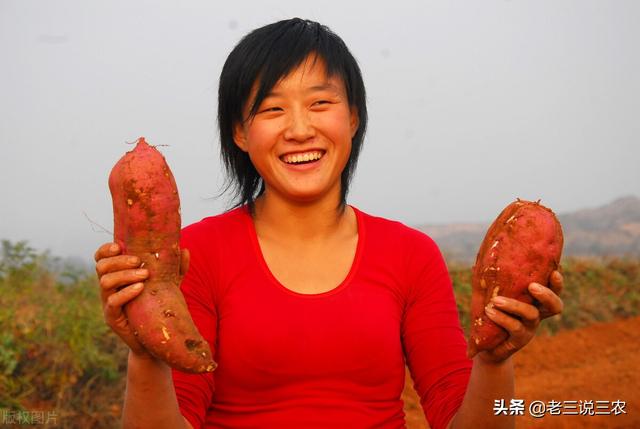 一个办法，解决白菜，番茄，小麦，花生**害虫危害问题，效果好2