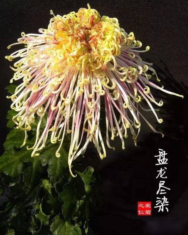 菊花的颜色