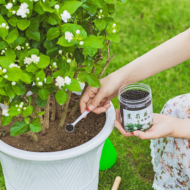 茉莉花的养殖方法（茉莉花的养殖方法和注意事项）