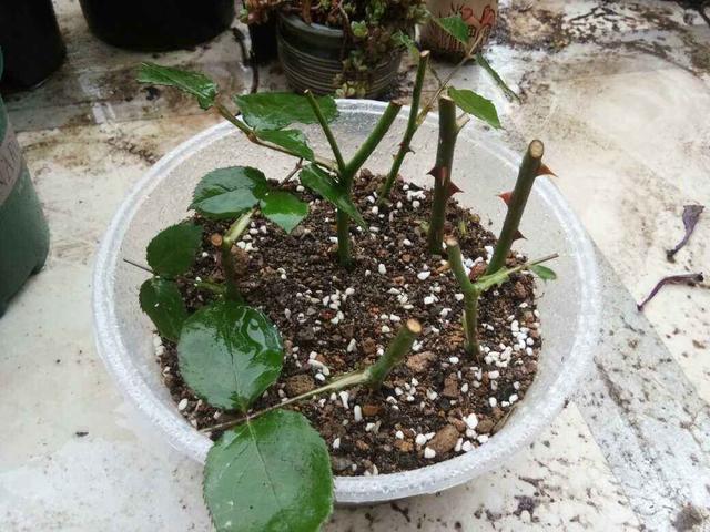 制砂机设备阳台养花