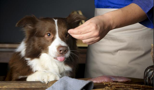 狂犬病能治吗