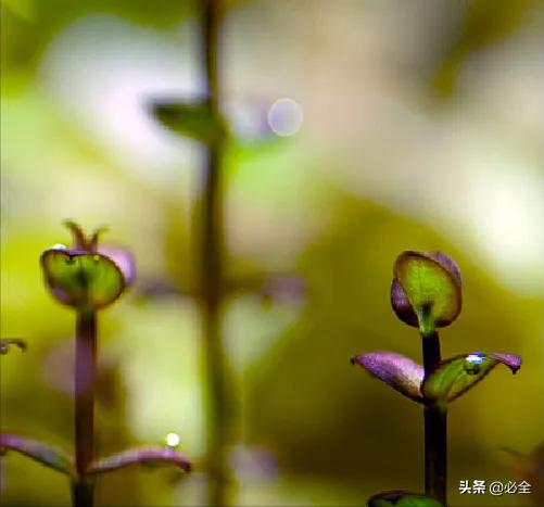 水草图片 水草图片（水草图片大全） 动物