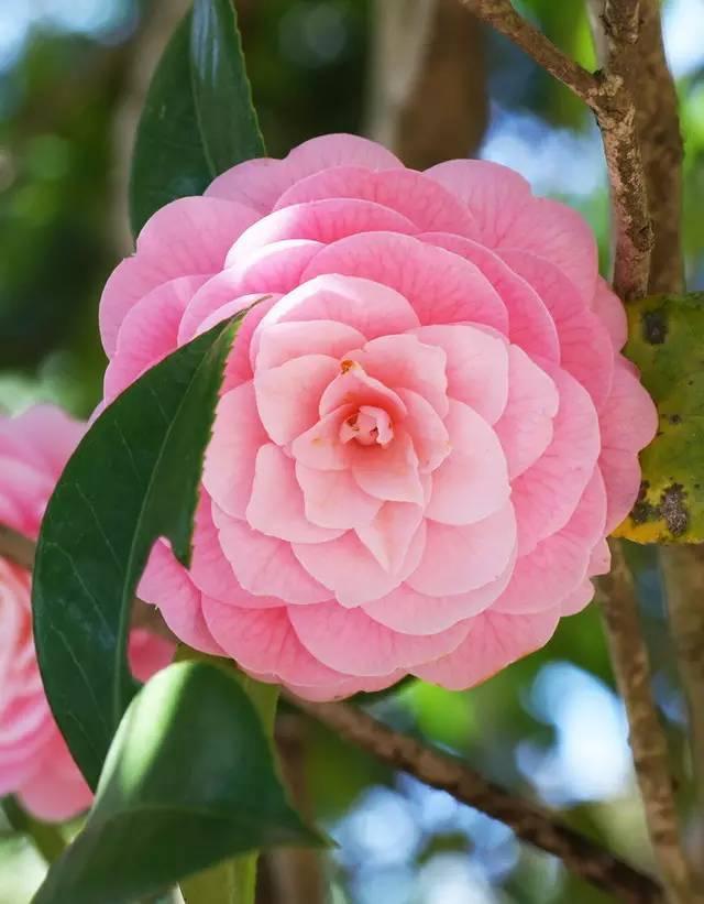 山茶花 山茶花（山茶花的花语） 生活