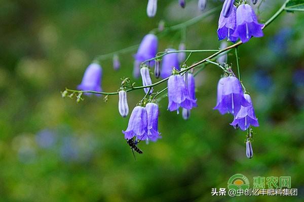 风铃草的花语