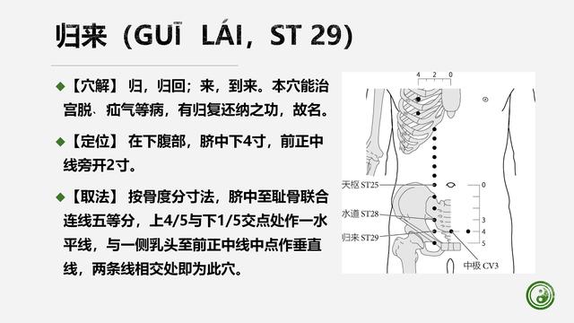 足阳明胃经与腧穴