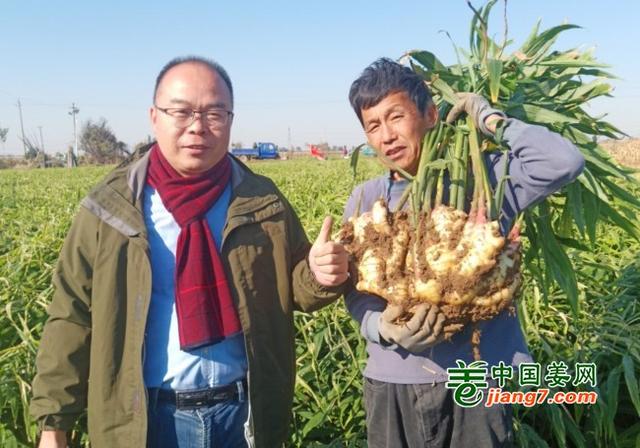 山东潍坊昌乐、寒亭生态生姜基地测产简记7