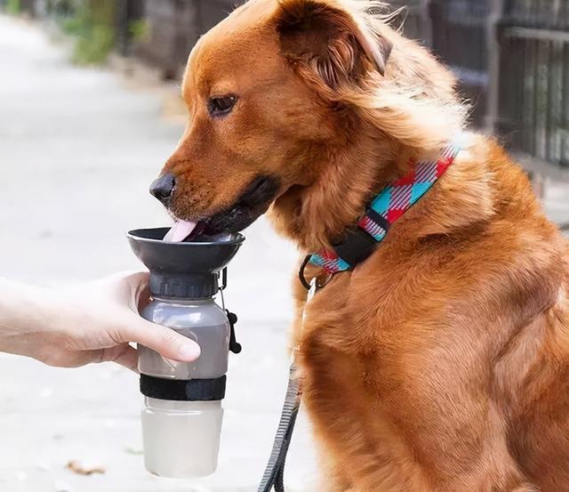 狗狗特别能喝水正常吗(狗突然间特别能喝水)-艾拉养犬