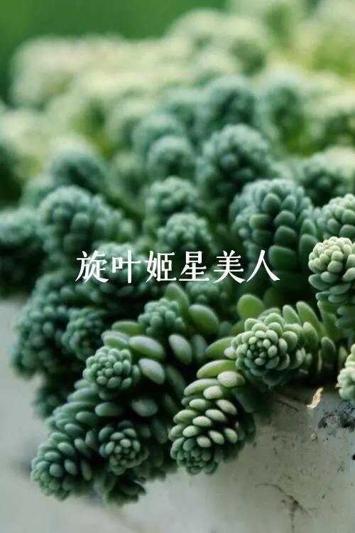 肉肉植物图片 肉肉植物图片（多肉植物图片及简介） 生活