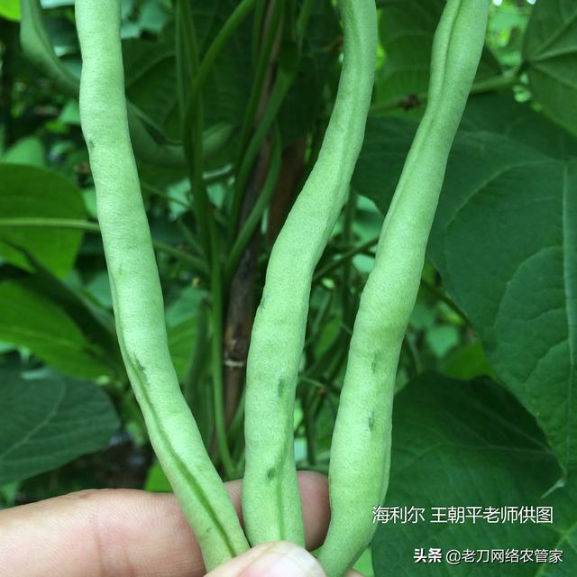 芸豆表面不光滑、斑点密布！这是锈病还是蓟马为害4