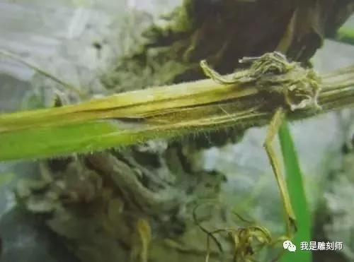 文玩葫芦种植病虫害防治大全7