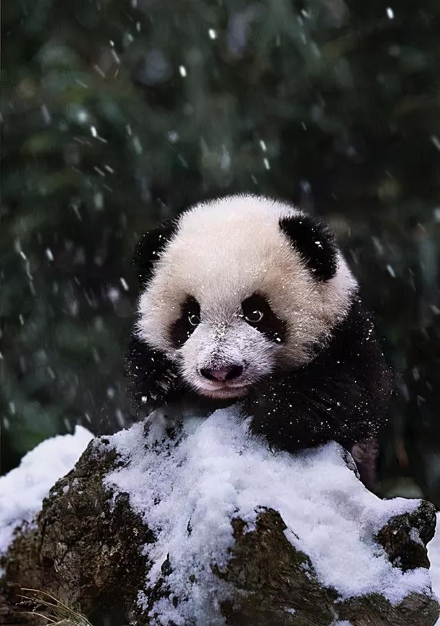 熊猫照片大全图片图片