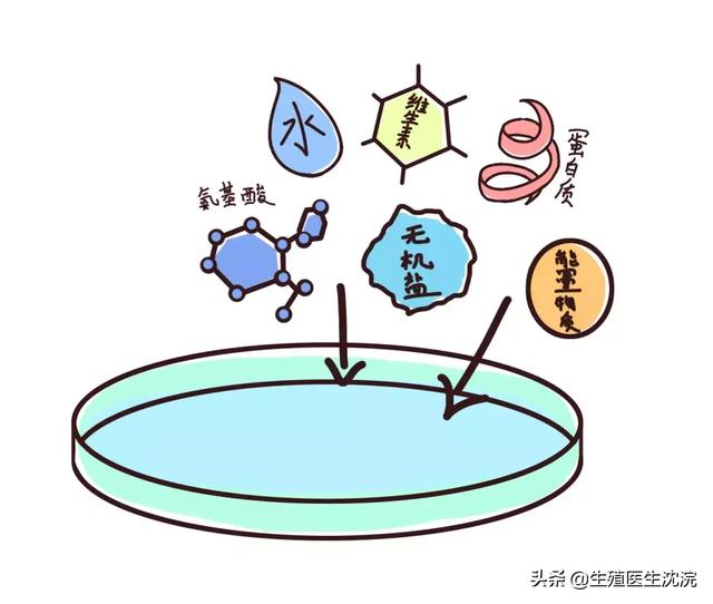 试管知识分享｜揭秘胚胎宝宝的家（上）