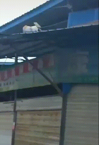 搞笑会动的图片GIF：现在的草莓，都这么生性了吗？