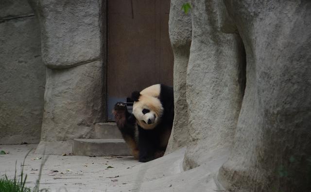 大熊猫的爱好和特长是什么，大熊猫不仅可爱而且什么？